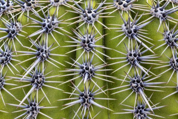USA, Arizona, Tucson Close-up of a barrel cactus
